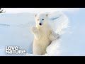 Polar Bears Having Fun In Snow | Love Nature