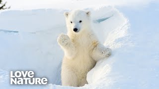 Polar Bears Having Fun In Snow | Love Nature