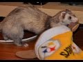 Ferrets Stealing Stuff Videos 2014 [HD]