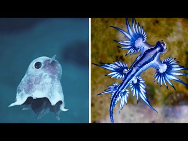Most ADORABLE Sea Creatures class=