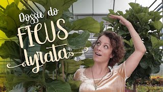 Tudo O que Precisa Saber Sobre a Planta Ficus Lyrata