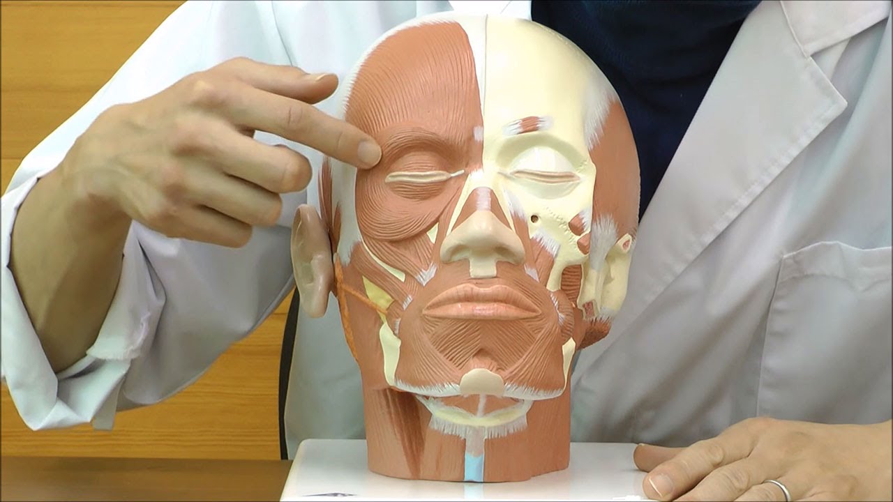 頭部と頚部の浅層筋を確認できる解剖模型│VB127 - YouTube