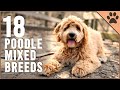 18 Poodle Mix Breeds That Will Melt Your Heart - Part 2 | Dog World