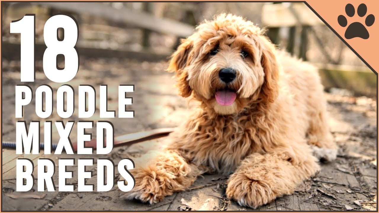 18 Poodle Mix That Will Melt Your Heart - Part | - YouTube