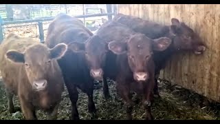 Red Heifers for Temple Ceremony Soon Come of Age for Sacrifice within 18 months