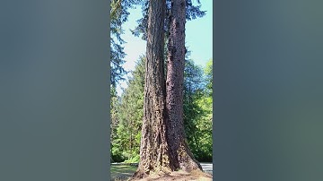 I like big treebutts and I cannot lie. #nature #tree #sirmixalot  #oregon #forest