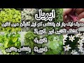 Grow these permanent plants from cuttingsbest plants for beginners