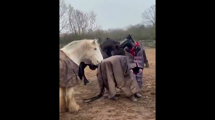 Конь в пальто в загоне лошадей! Они раскрыли обман? 🐴😂