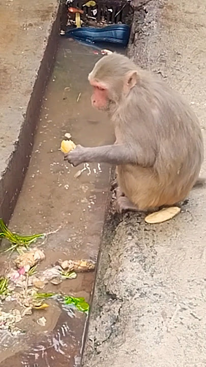 bandar monkey #love #monkey