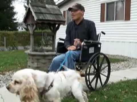 Chained Cocker is Reunited with Man who Loves Him,...