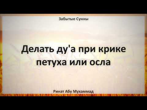 65. Делать ду'а при крике петуха или осла || Ринат Абу Мухаммад