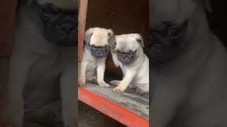 Pug Puppies Ready For Rehoming. Deworming and Vaccinations ✅. +256785697580