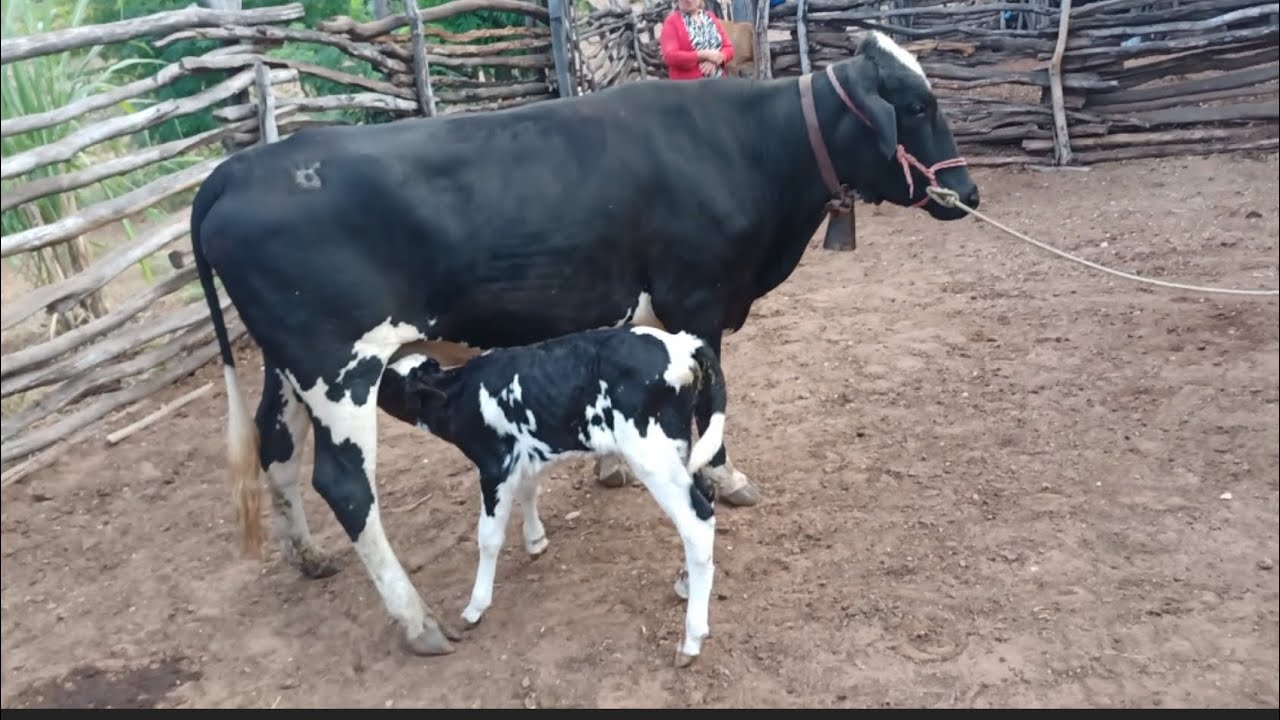 compramos uma vaca parida pra tirar leite