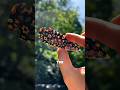 This Italian Millefiori Knife Looks Unreal ✨ #youtubefeed #shortsfeed #shorts