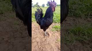 Kadaknath Rooster At Farm || kadaknath murga shorts