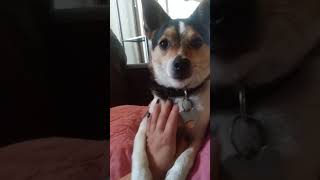 Funny Dog Reaction Shorts