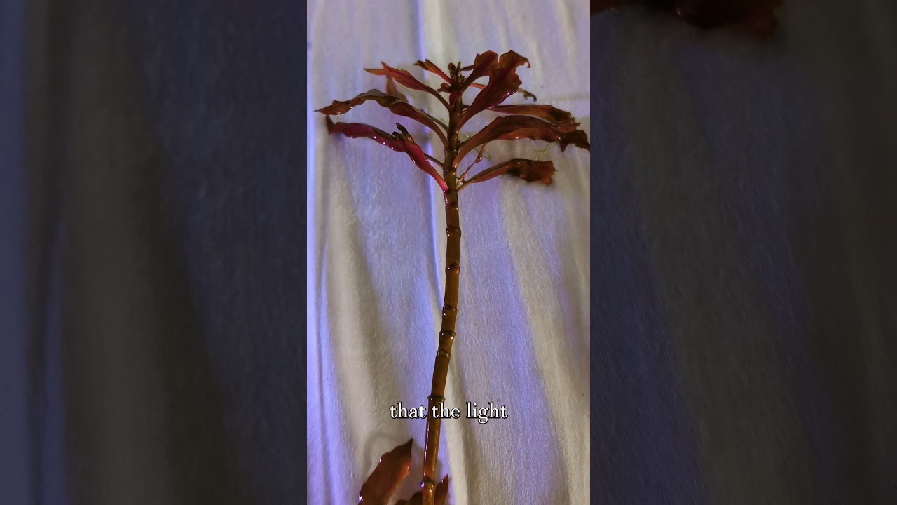 🌱How To Fix Struggling Stem Plants🌿