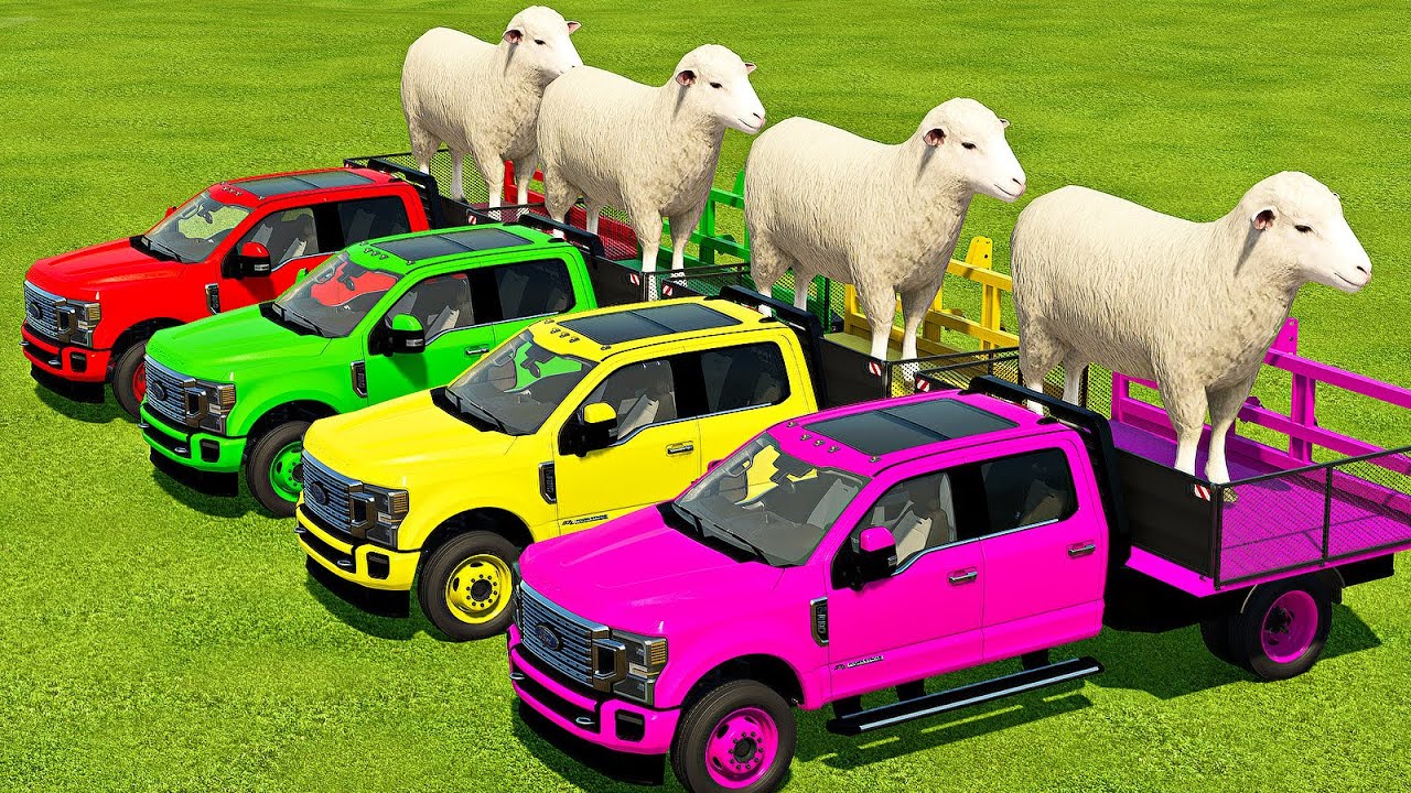 TRANSPORTING SHEEPS FORD SUPER DUTY WITH MAN TRUCKS Farming TRANSPORTING SHEEPS FORD SUPER DUTY WITH MAN TRUCKS Farming