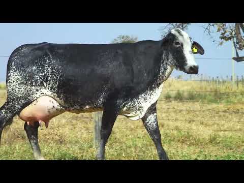 LOTE 04 30