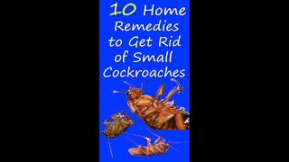 10 Best Home Remedies to Get Rid of Cockroaches 5