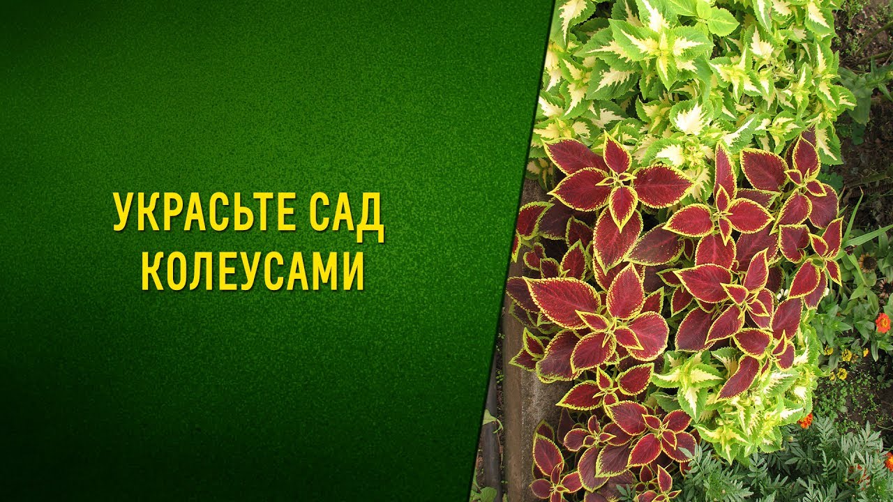 Украсьте сад колеусами