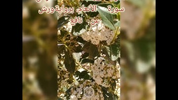 قراءة جميلة جدا ، مع الربع 3 الحزب 15 ، قد خسر الذين ، من سورة الأنعام، ورش، بقراءة الشيخ محمد نعمان