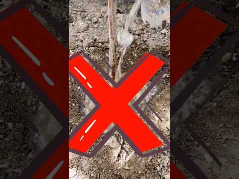 Gardening Tips &