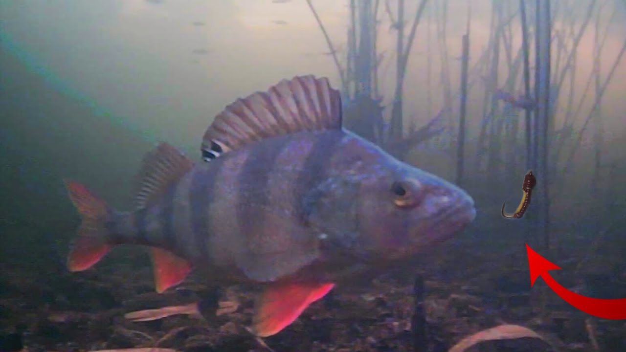 ЗИМОВА РИБАЛКА 2024. ЛОВЛЯ ОКУНЯ на БЕЗМОТИЛКУ І БЛЕШНЮ! ЩУКА на ЖЕРЛИЦІ!