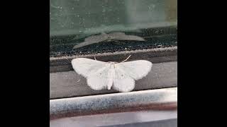 454 x dreamplugg type beat "Shuttle" (prod. yesok)