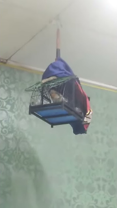 Suara murai buluh coreng
