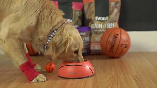 Bark Madness Tournament 2019