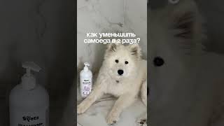 Лучший шампунь для собак #tiktok #собаки #самоед #тикток #тренды2025