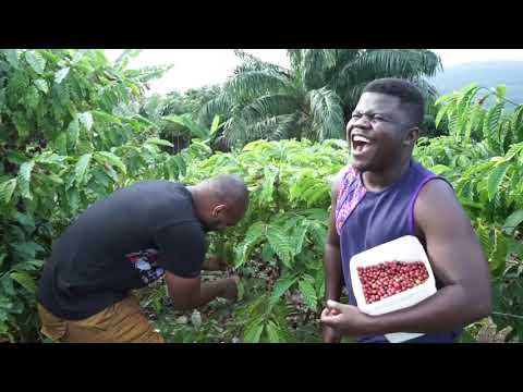 He Quits Being A Banker To Start Coffee Farming In Ghana