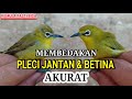 Perbedaan Burung Pleci Jantan dan Betina: Panduan Lengkap untuk Pemula di Indonesia