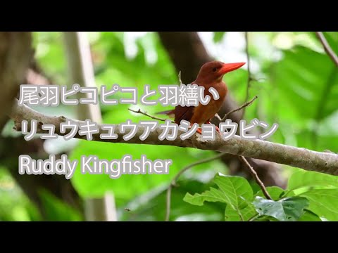 【尾羽ピコピコと羽繕い】リュウキュウアカショウビン Ruddy Kingfisher