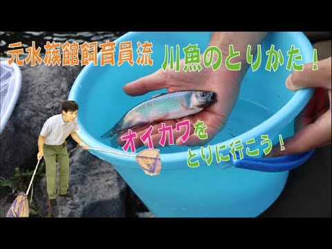 元水族館飼育員流 川魚のとりかた オイカワをつかまえにいこう Youtube