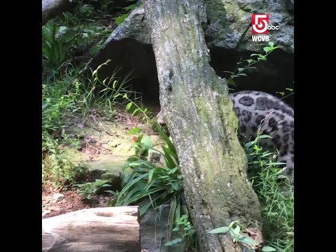 Snow leopard cubs make debut at Stone Zoo