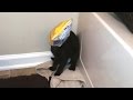 Cats Getting Stuck In Things Compilation