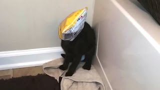 Cats Getting Stuck in Things