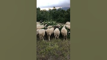 Thumbnail of yaylalar