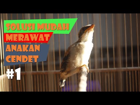 Cara Merawat Anakan Burung Cendet Munculan #1 