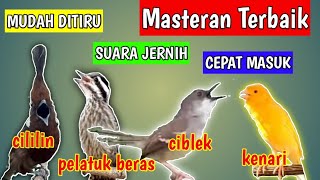 Masteran Burung CILILIN ❗ PELATUK BERAS ❗CIBLEK ❗ KENARI‼️Suara Jernih‼️Cepat Masuk dan Mudah ditiru