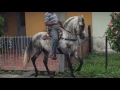 Caballos de Paso Troton Galopero, Colombia