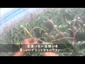 農園はこすけ　マンゴーの様子　2014/05/10　（音声無し）