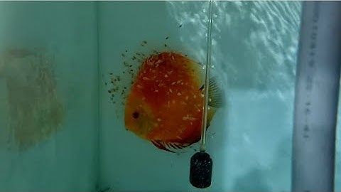 Cá dĩa sinh sản đang trong giai đoạn giữ con Spawning discus