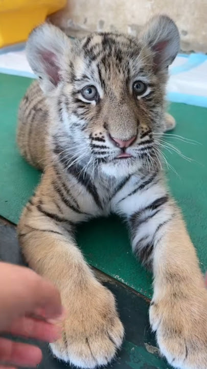 Doesn't want to play 😳🐯