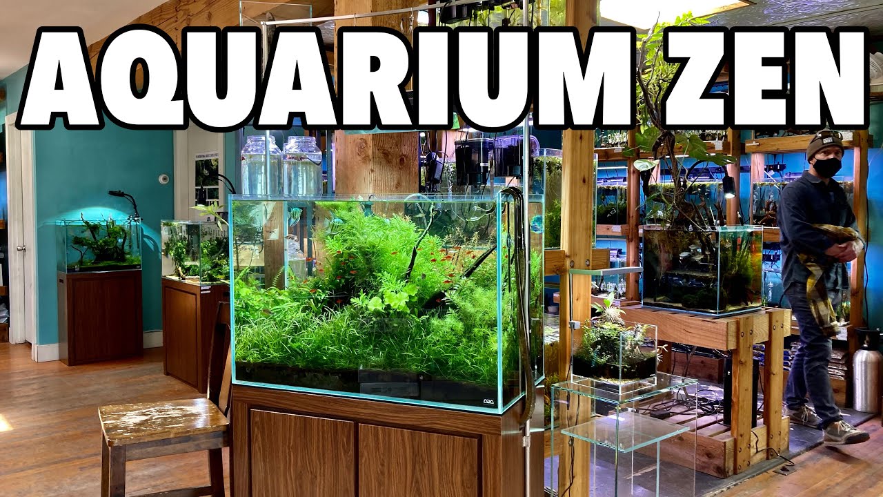 Touring an Amazing Planted Tank Store Aquarium Zen YouTube