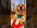 Golden retriever collection