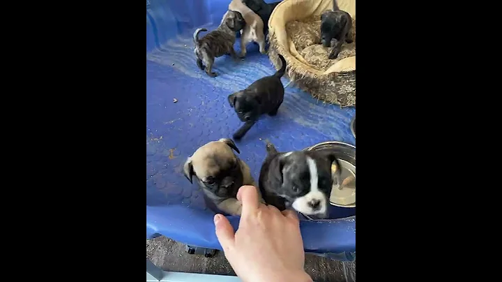 Frenchton puppies