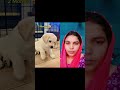 labrador @rajani kumari Jaat 4539